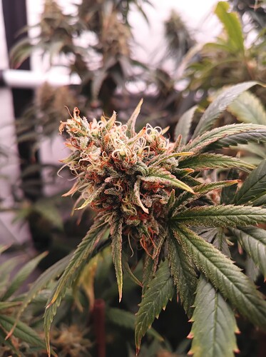 Growreport Bild 19