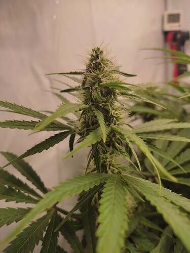 Growreport Bild 7