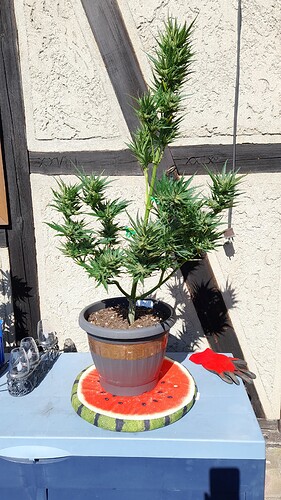 Growreport Bild 15