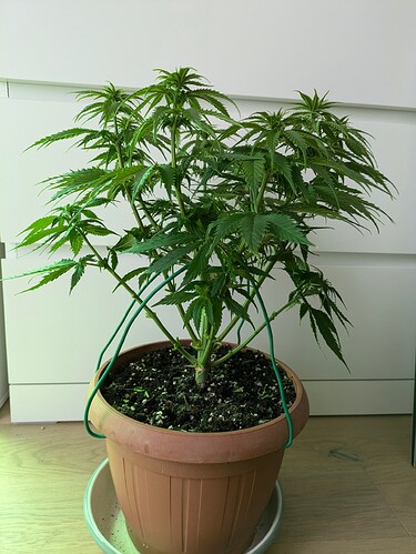 Growreport Bild 3