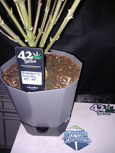 Growreport Bild 1