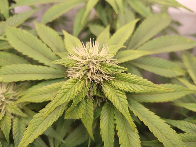 Growreport Bild 26