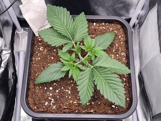 Growreport Bild 13