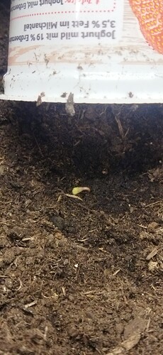 Growreport Bild 3