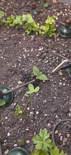 Growreport Bild 4