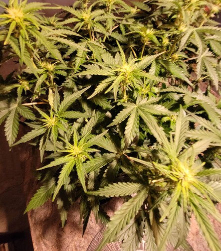 Growreport Bild 6