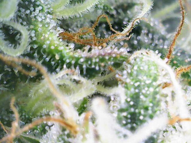 Growreport Bild 30