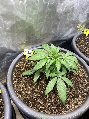 Growreport Bild 35