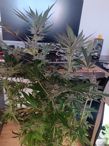 Growreport Bild 7