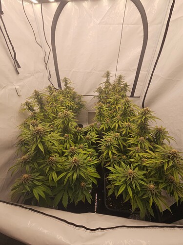 Growreport Bild 3
