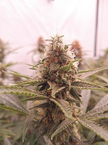 Growreport Bild 25