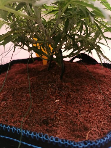Growreport Bild 2