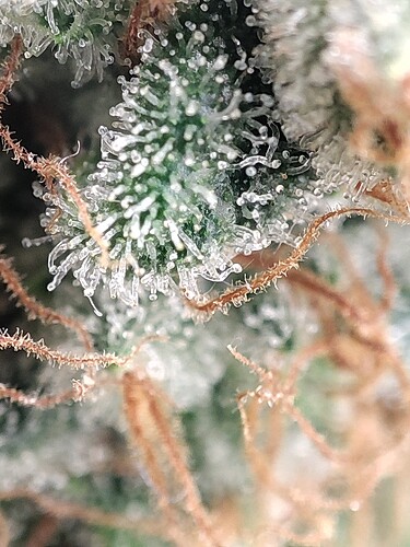 Growreport Bild 64