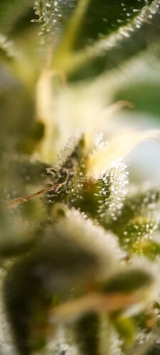 Growreport Bild 37