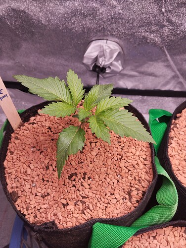 IMG_20241130_154326 - Kopie