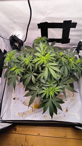 Growreport Bild 8