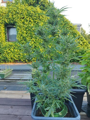 Growreport Bild 10