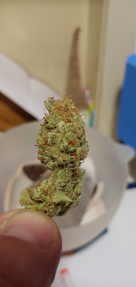 Reise ins Unbekannte 🛰️ Teil 2 / 1. Grow Photoperiodisch, mit eigener Erdmischung für eine Blue Gelato 41