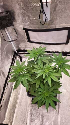 Growreport Bild 1