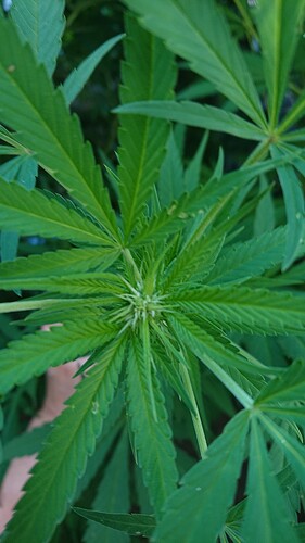 Growreport Bild 5