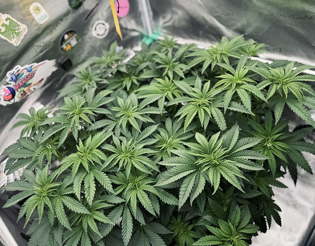 Growreport Bild 7