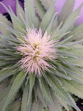 IMG_20240530_162739