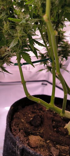 Growreport Bild 16