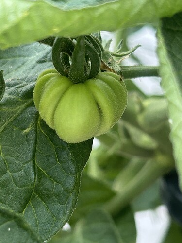 Growreport Bild 54