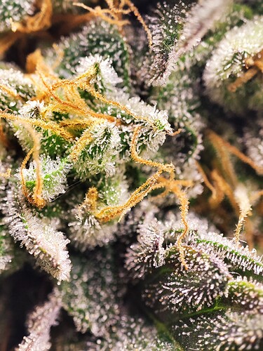 Growreport Bild 27