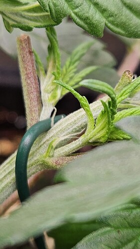 Growreport Bild 1