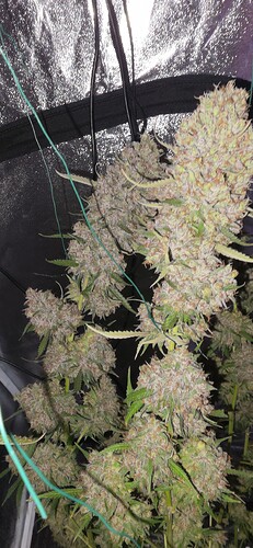 Growreport Bild 67