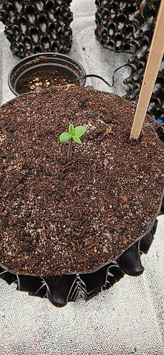 Growreport Bild 26