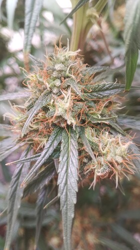 Growreport Bild 9