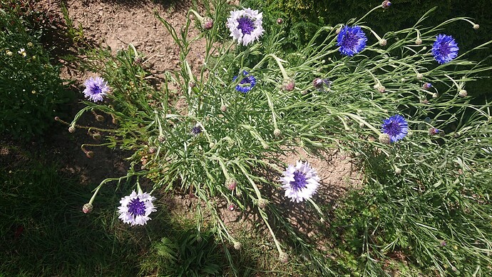 Growreport Bild 3