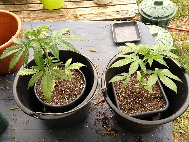 Zwei junge Cannabispflanzen in Töpfen, die zum Tauchen in größeren Eimern stehen.