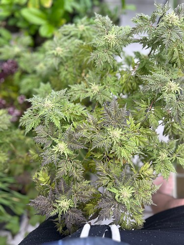 Growreport Bild 4
