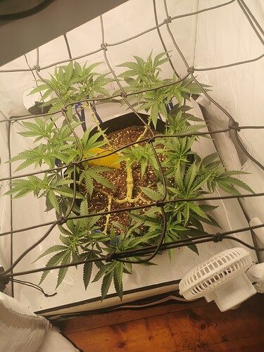 Growreport Bild 1
