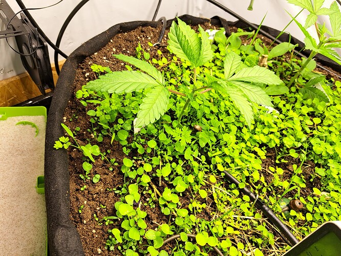 Growreport Bild 16