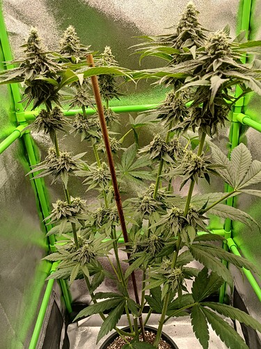 Growreport Bild 17