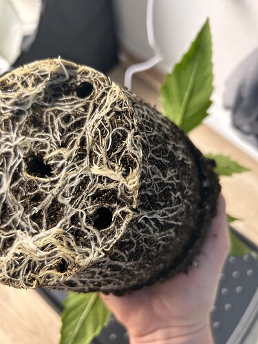 Growreport Bild 20