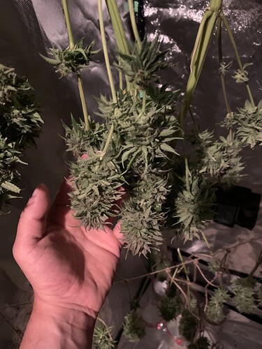 Growreport Bild 6