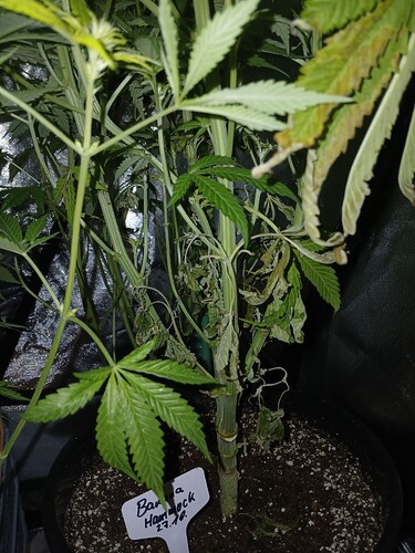Growreport Bild 3