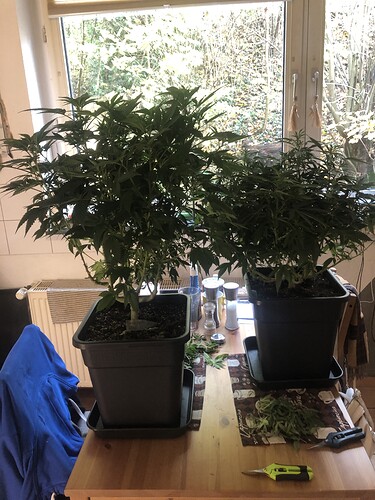 Growreport Bild 6
