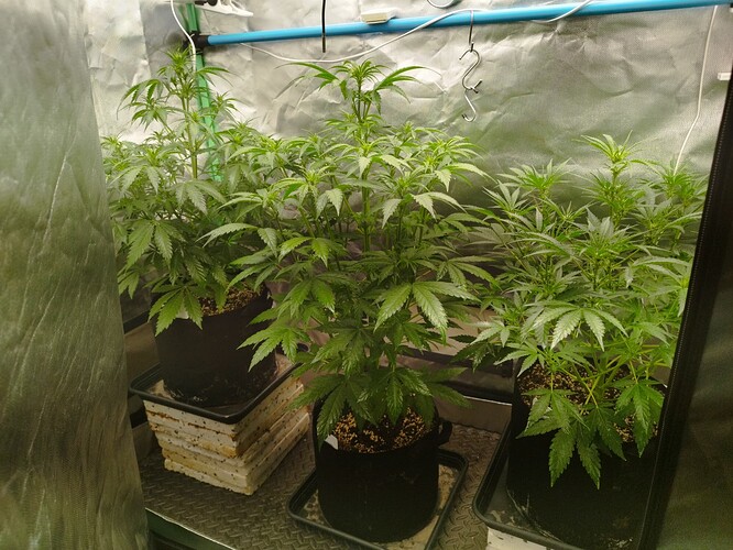 Growreport Bild 7