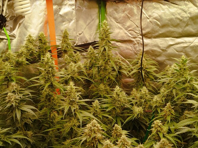 Mehrere blühende Cannabispflanzen in einem Zelt mit reflektierenden Wänden und einer Lampe im Hintergrund.