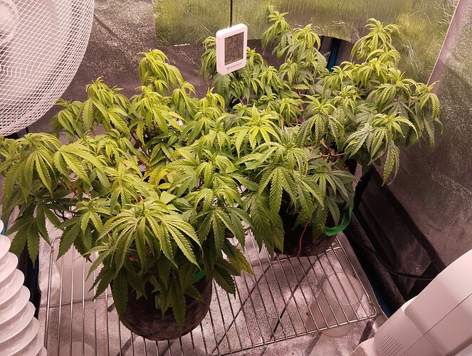 IMG_20241104_203615 - Kopie