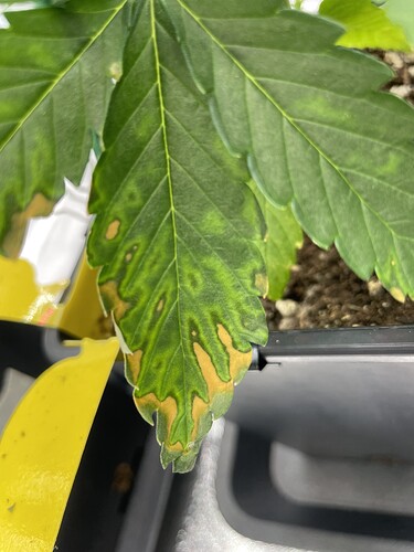 Growreport Bild 3