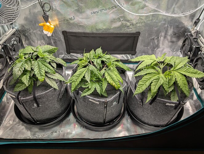 Growreport Bild 3