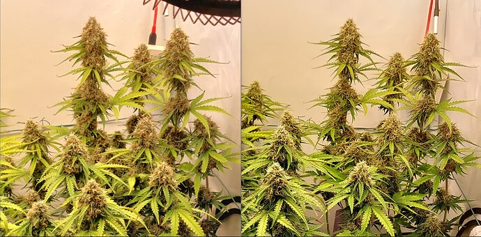 Growreport Bild 1