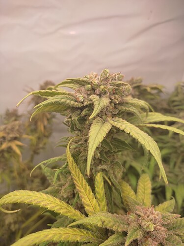 Growreport Bild 11